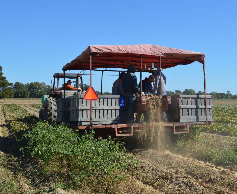 AgCenter: Weather-related losses hurt sweet potato farmers
