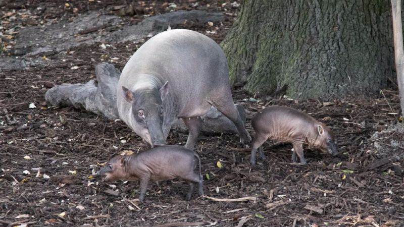 Audubon Zoo's autumn babies include babirusa piglets