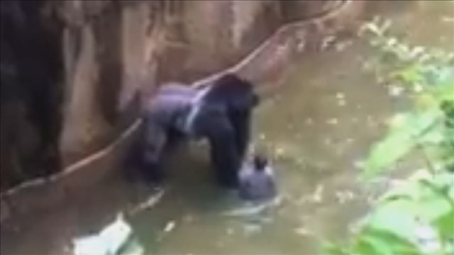After report, family of boy in gorilla pen again thanks zoo