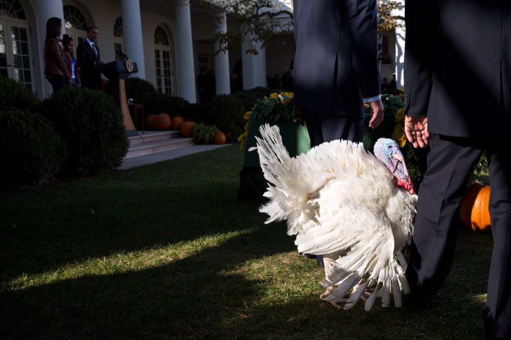 President Obama pardons his last Thanksgiving turkeys