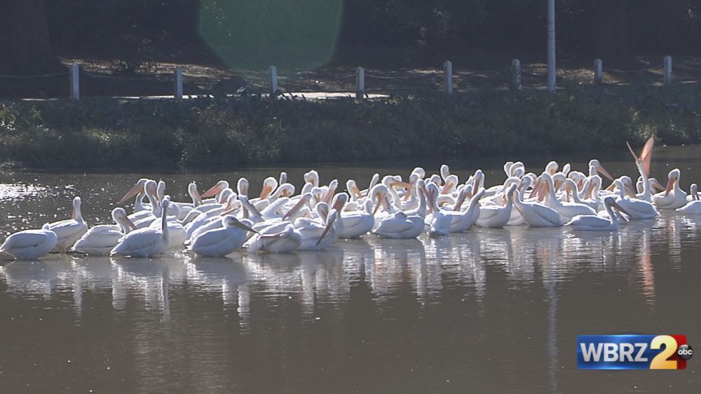 Great migration: Pelicans flock the lakes Thursday
