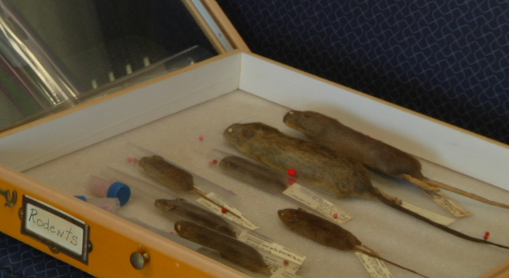 EBR residents seeing more rodents around homes