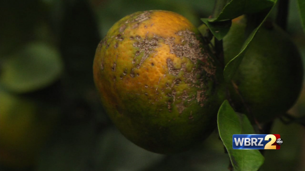 Dry rot in satsuma segments? Blame western leaf-footed bugs
