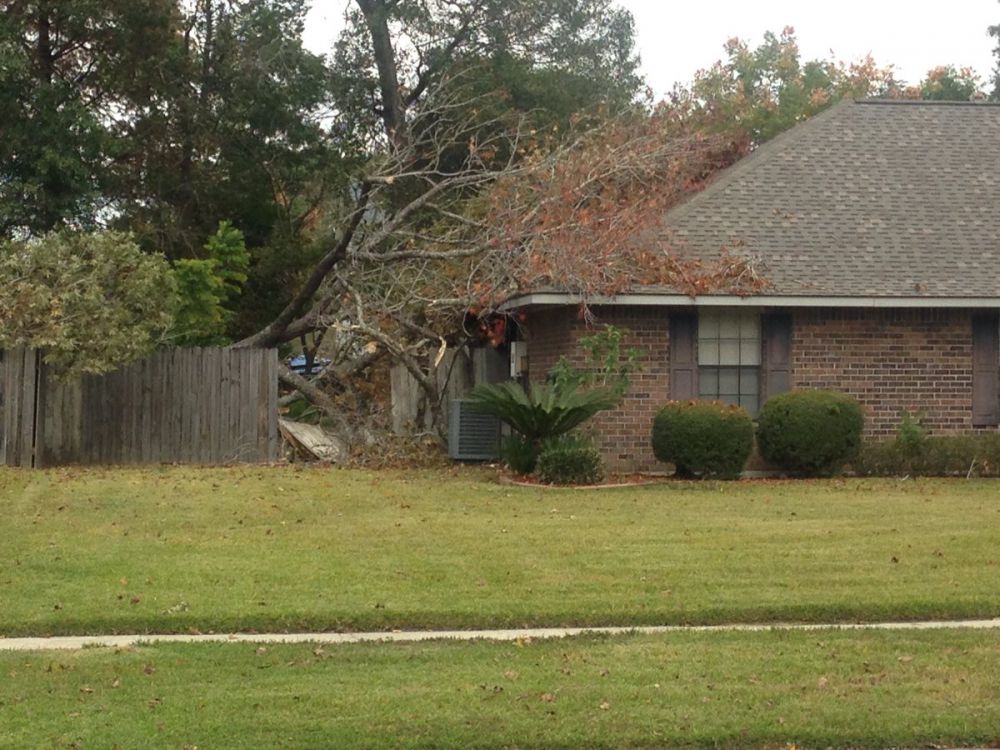 Man dead after tree fell on him on Sharlane Drive
