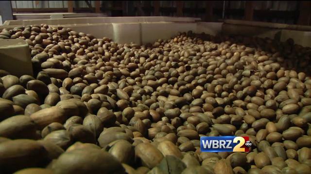 2016 pecan crop struggling in Louisiana