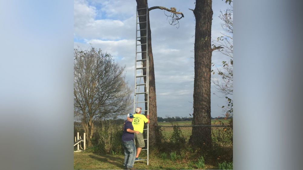 Yes, the fire dept. rescued a cat in a tree Friday