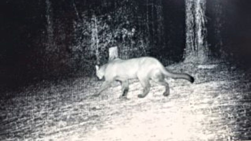 Second Louisiana cougar spotted Tangipahoa Parish
