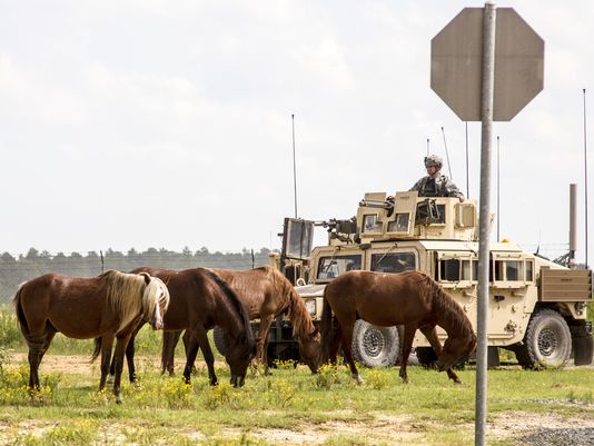 Texas group to save Fort Polk horses