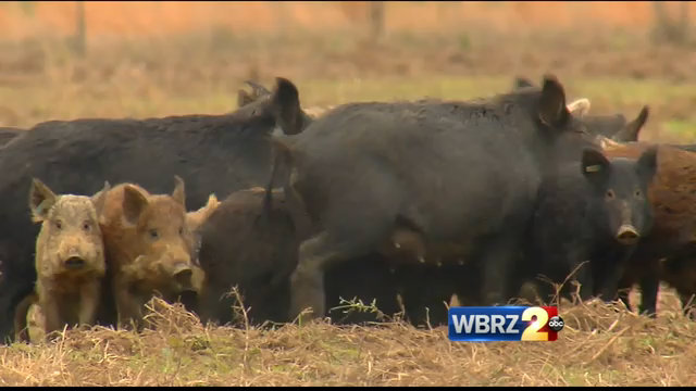 USDA aerial gunnery at feral hogs: 1st refuges, now farms