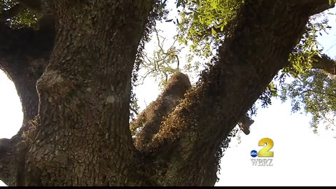New Orleans adding 240 trees to neighborhood landscapes