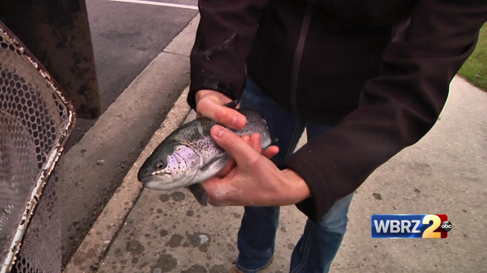 BREC stocks ponds with rainbow trout