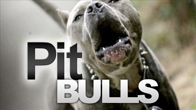 Dog attacks family trying to dress it in sweater, 3 hurt