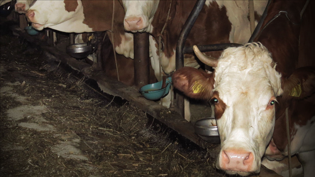 USDA announces stricter animal welfare rules for eggs, meat