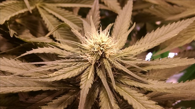 Smoke 'em if ya got 'em, as legalized marijuana takes hold