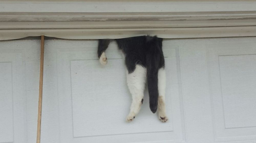 PHOTOS: Deputy saves cat stuck in garage door