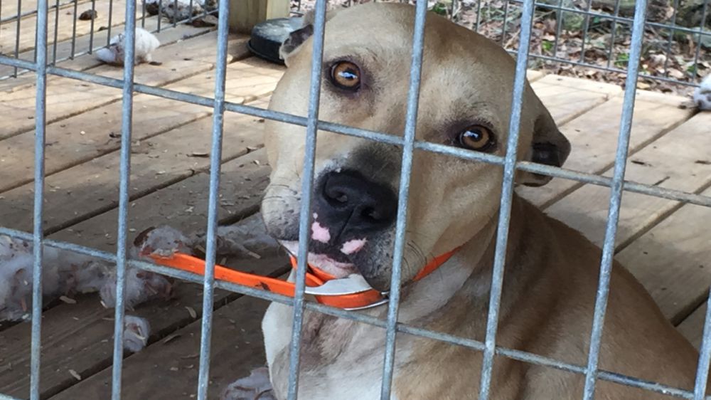 23 arrested after dog-fighting raid in southwest Alabama