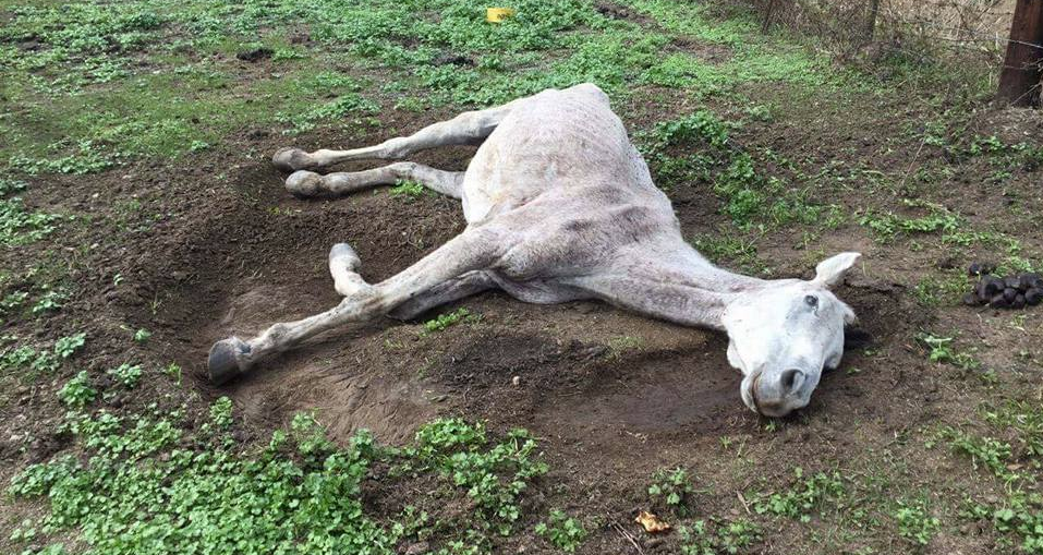 Humane Society investigates dying horse after photo goes viral