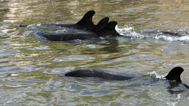 81 false killer whales dead in stranding off Everglades