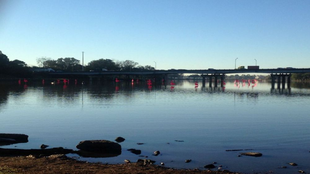 Spanish Town flamingos flock to university lakes