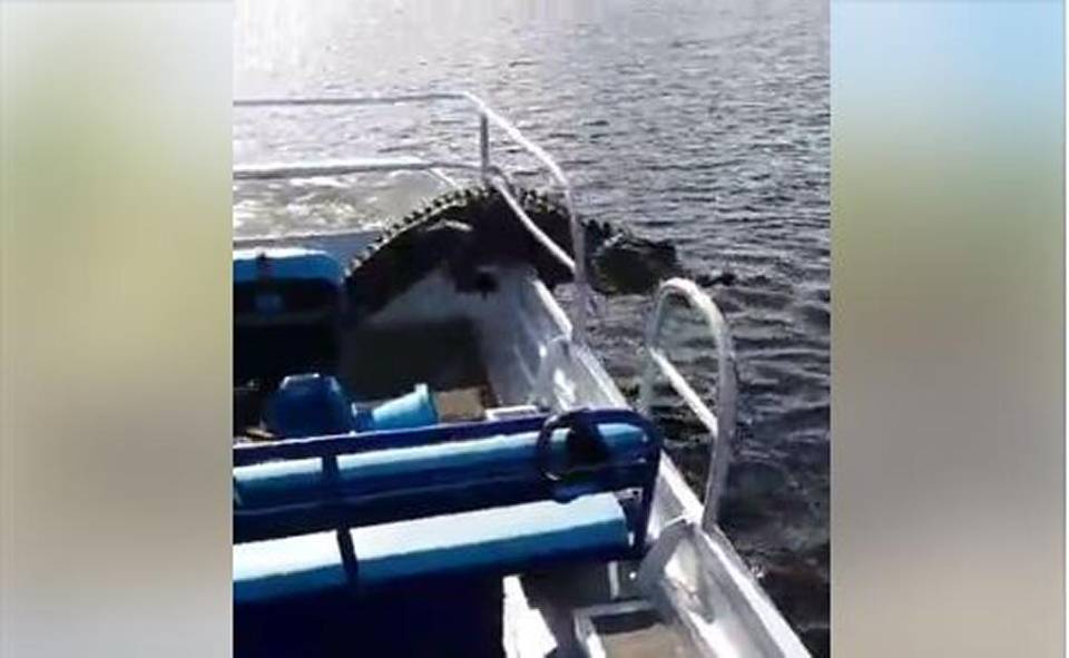 WATCH: Passengers scream as Florida alligator leaps into airboat