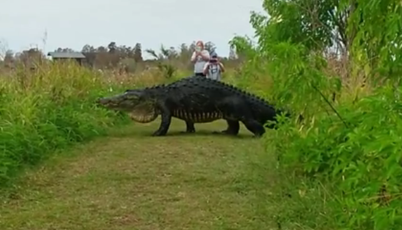 Video of giant alligator draws crowds to Florida preserve