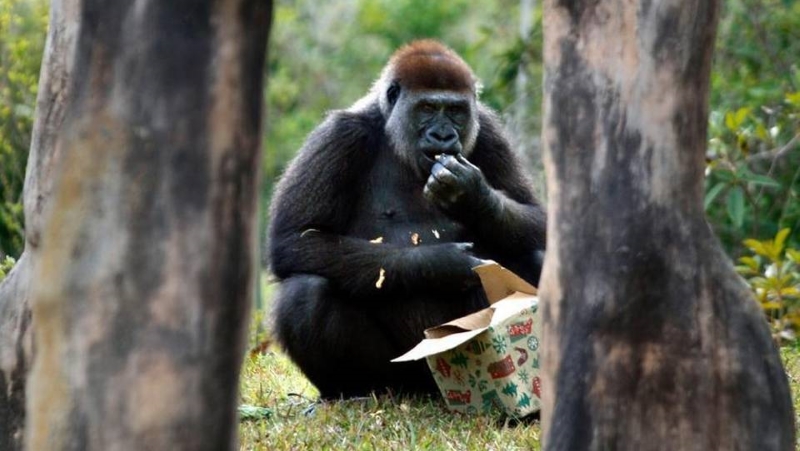Harambe's matriarch grandmother dies at Zoo Miami