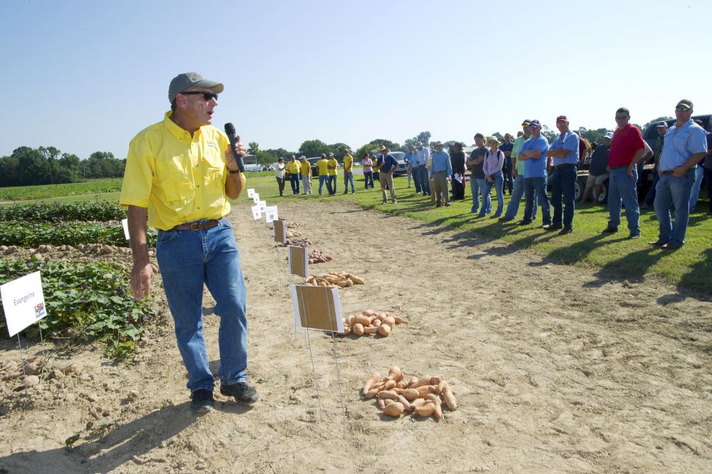 AgCenter: Late planting, August floods hurt sweet potatoes