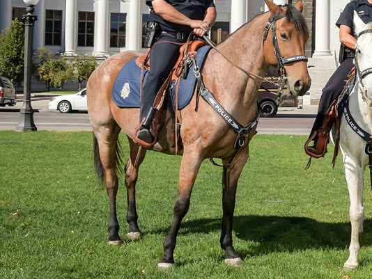 Denver officer punished after unattended patrol horse dies