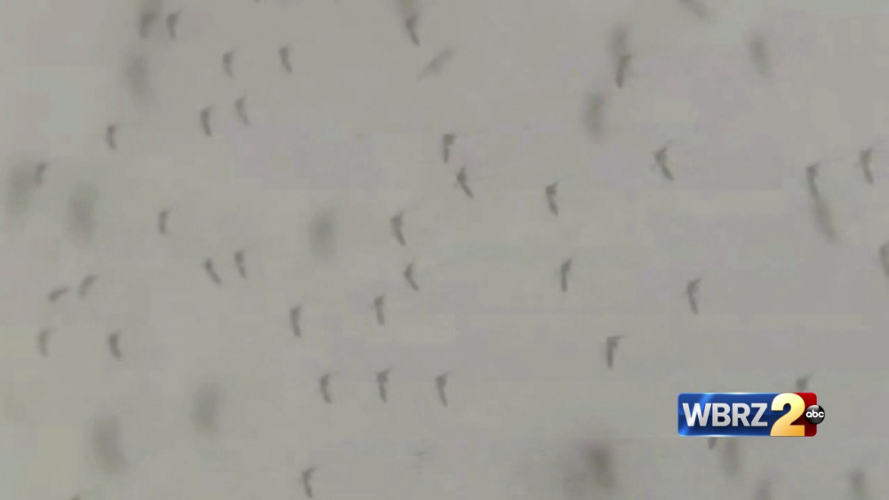 Mosquitoes seen in BR earlier than usual time of year