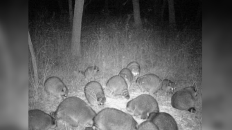 Raccoons' sweet tooth causes relocation from wooded area