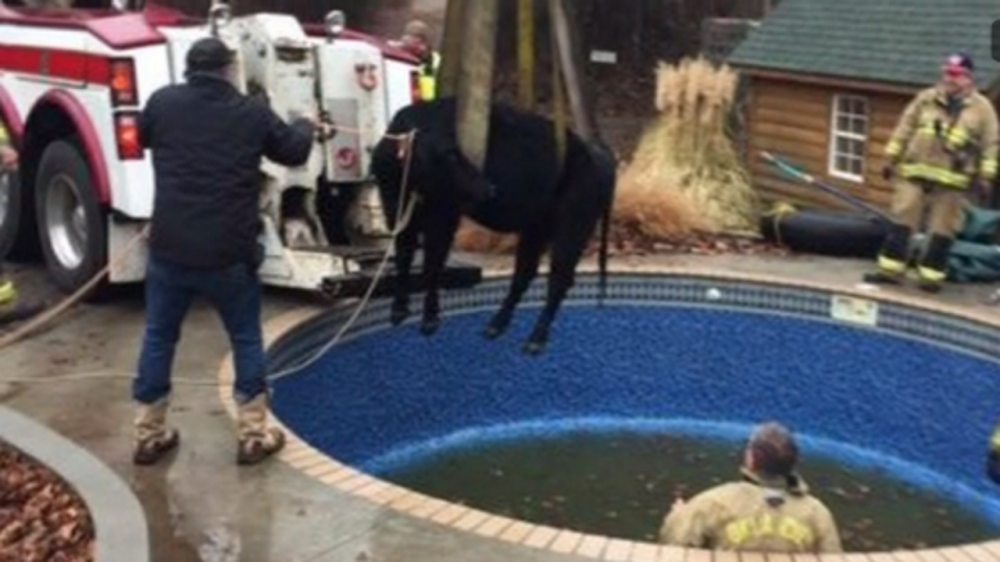 Oklahoma City firefighters rescue cow stuck in swimming pool