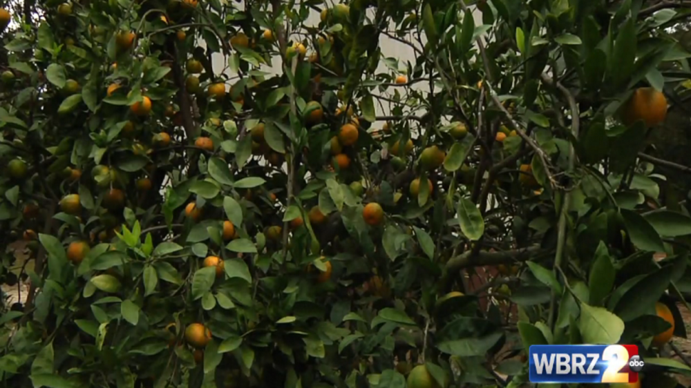 Experts: Citrus trees should survive recent freezes