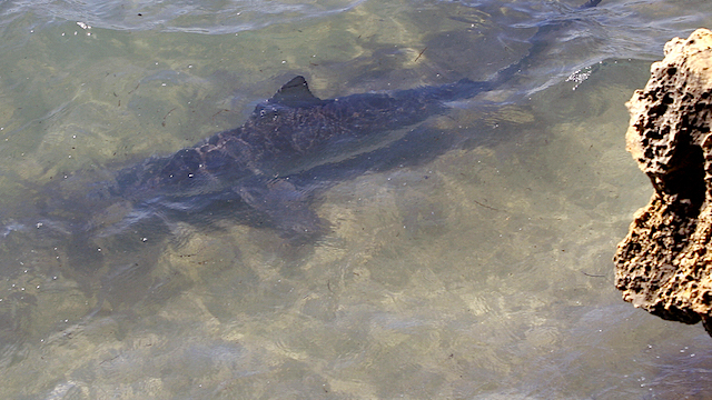 Non-sandbar large coastal shark commercial fishing to open