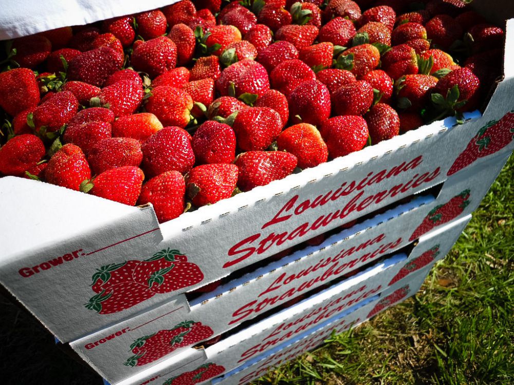 AgCenter: OK strawberry season likely despite bad weather