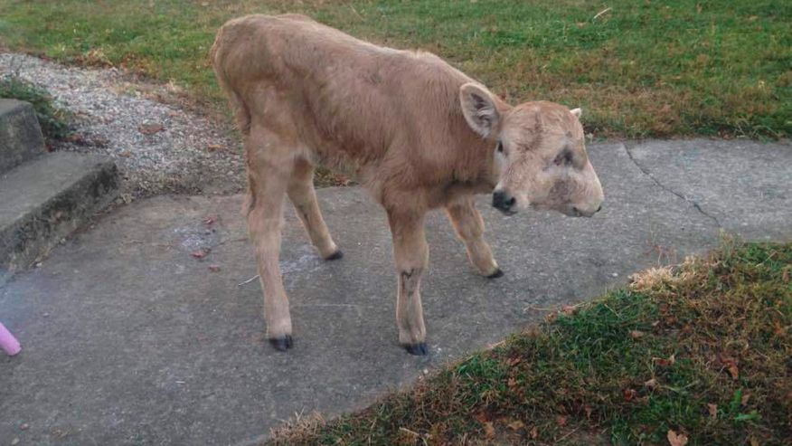 Two-faced calf named Lucky dies at 108 days old in Kentucky