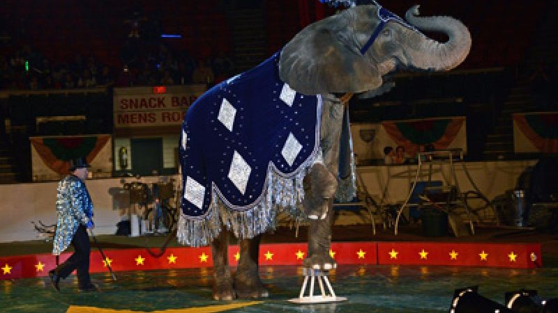 Circus lionized for cutting animal acts will bring them back