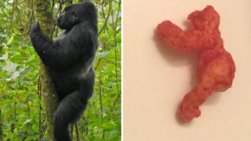Cheeto that looks like Harambe sells for $100,000 on eBay