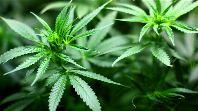 Weed 101: Louisiana officials learn how to grow pot in Denver