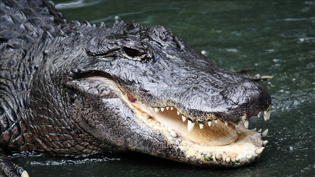 Florida golfer uses putter to escape gator's jaws