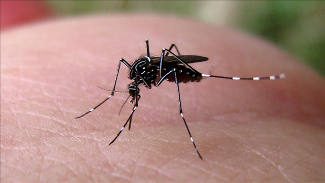 Warmer winter could mean more mosquitos