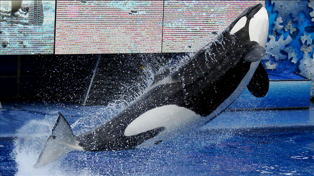 Orca that killed trainer died from bacterial pneumonia