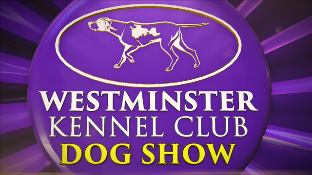 Border collie, Trick, wins agility at Westminster dog show