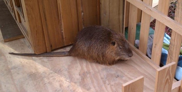 No shadow for Louisiana's Shadeaux