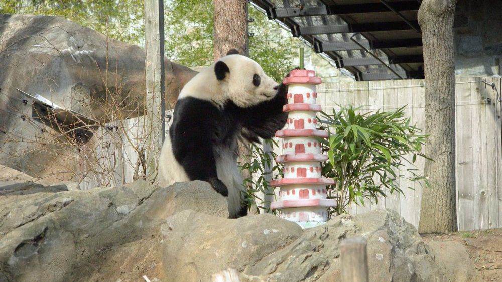 DC panda fans bam-boo-hoo as US-born cub leaves for China