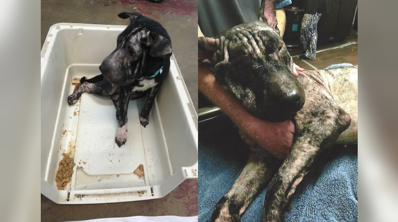 Denham Springs woman accused of leaving abused dogs to die in flood