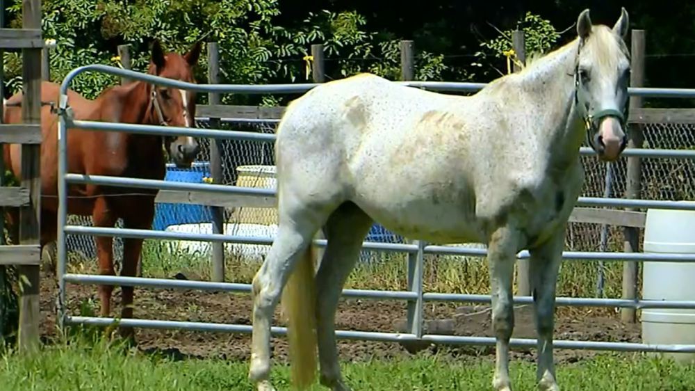 Veterinarian charged with plot to drug horses before races