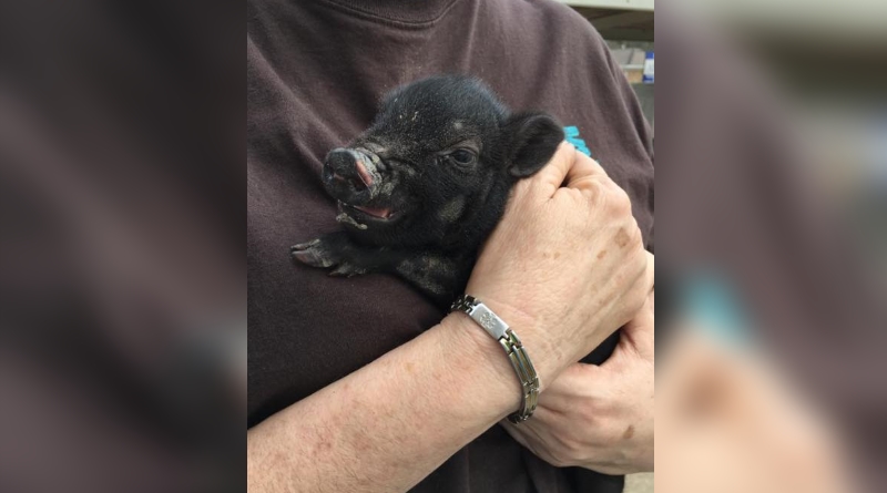 Piglet presumed dead in SACS store fire found alive