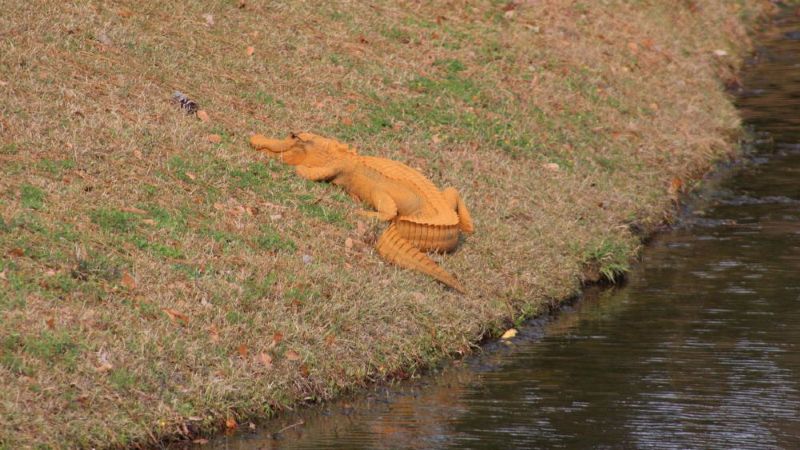 Too much self-tanning lotion? Orange gator puzzles residents