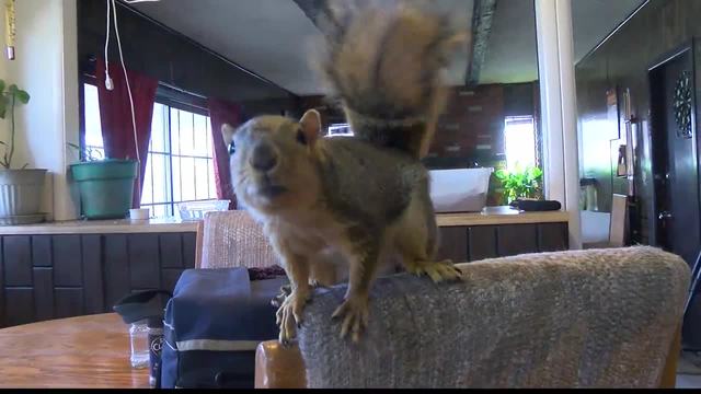 Idaho police: Joey the indoor pet squirrel stops burglary
