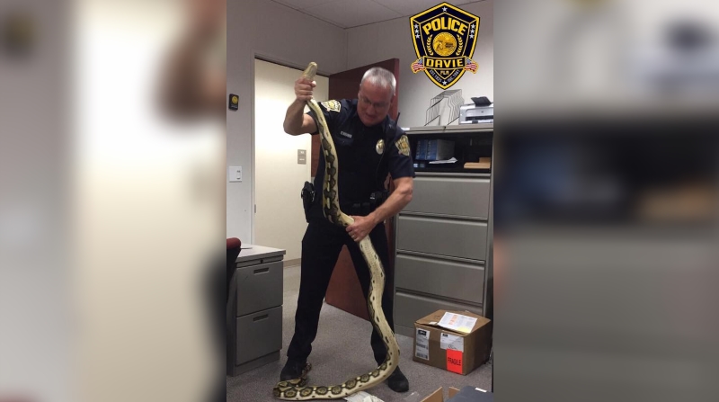 11-foot python slithers into South Florida student's car